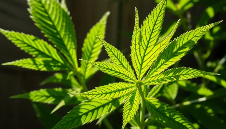 Harvested CBD Tobacco leaves displayed on a rustic surface, highlighting their texture and color.