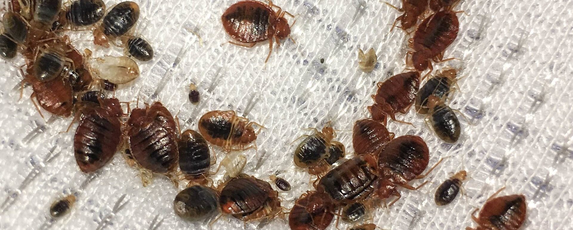 bedbugs-hayat-al-jazeerah-e1654032866821
