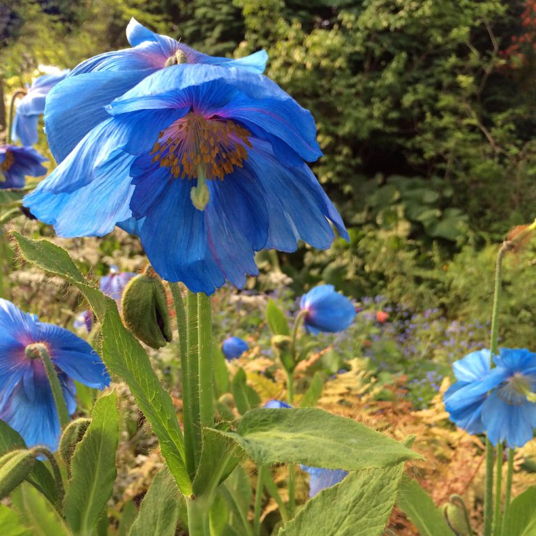 blue-poppy