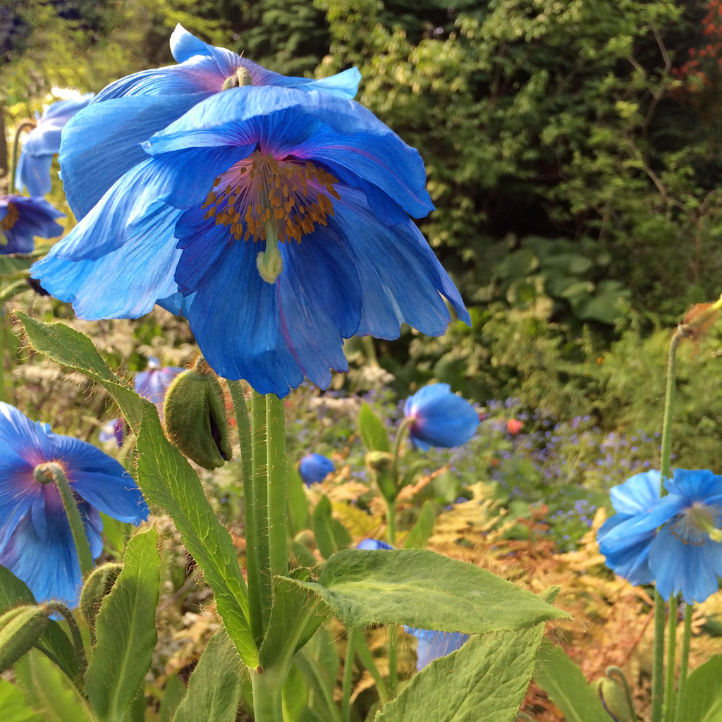 blue-poppy